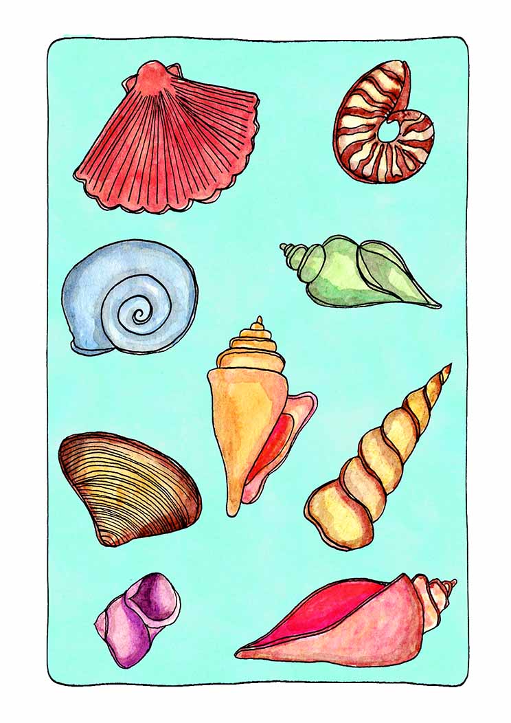 seashells schelpen Sandysign